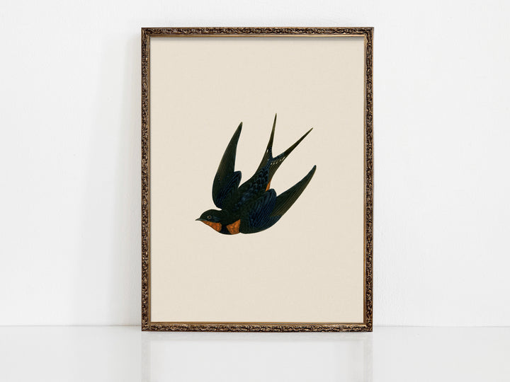 Swallow