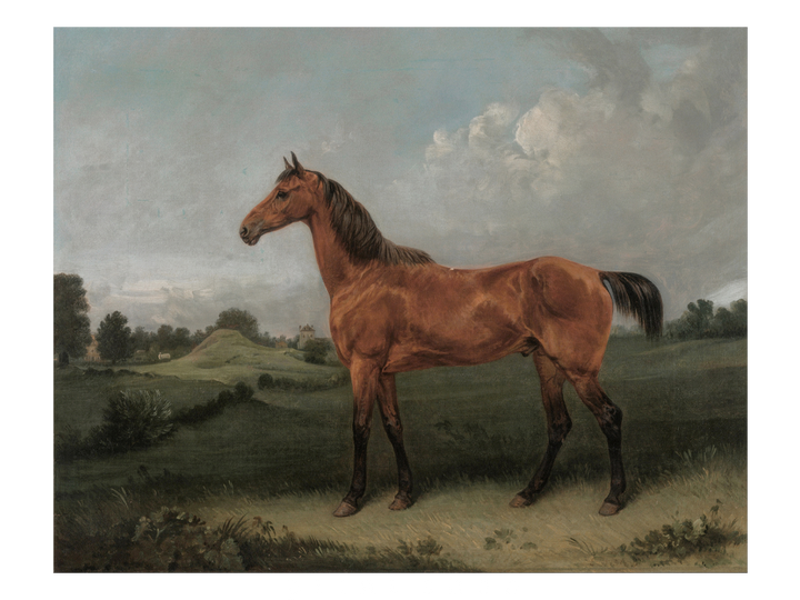 Bay Horse