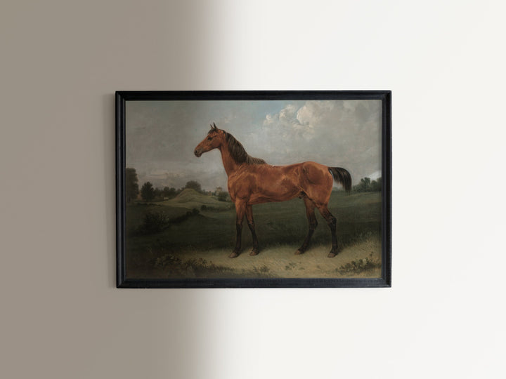 Bay Horse