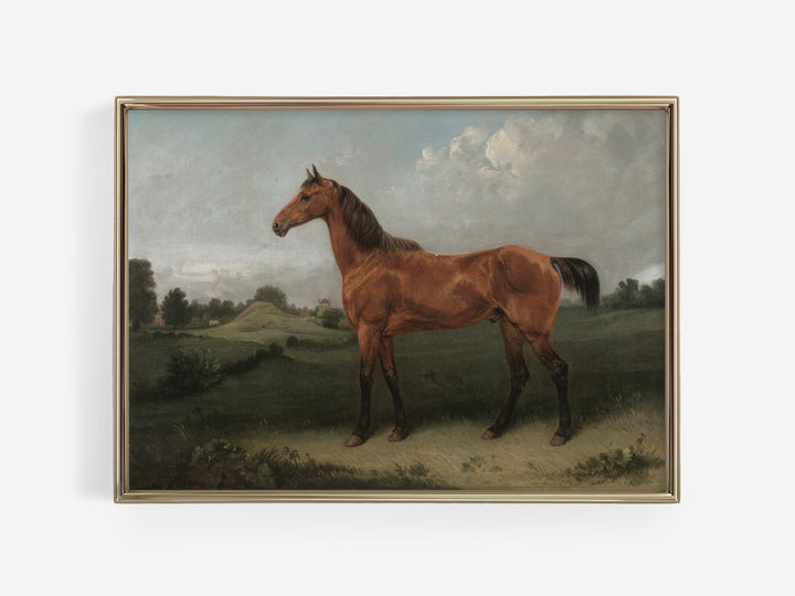 Bay Horse
