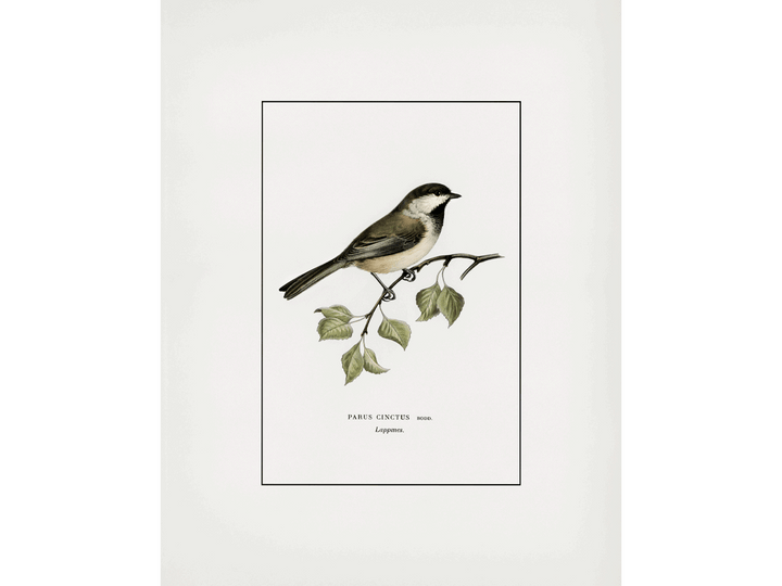 Bird Study