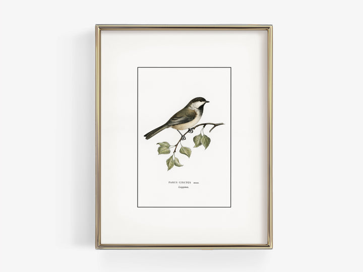 Bird Study