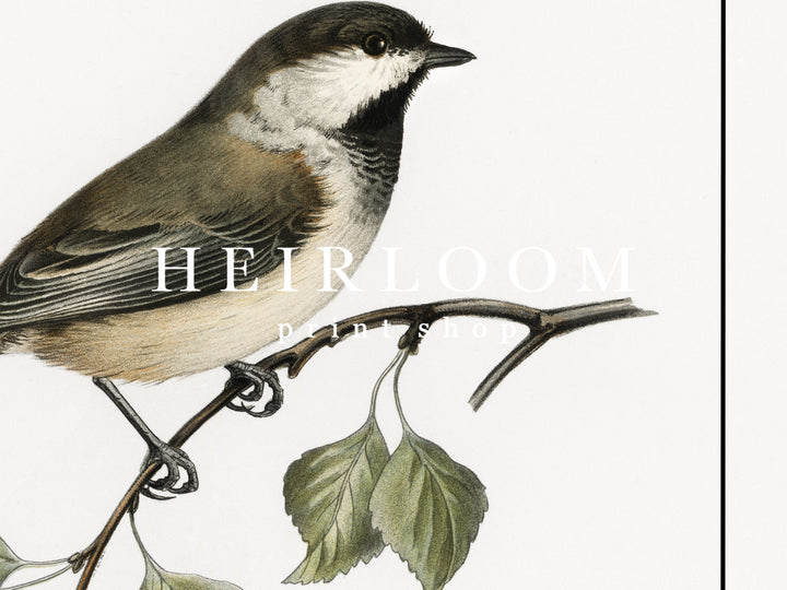 Bird Study