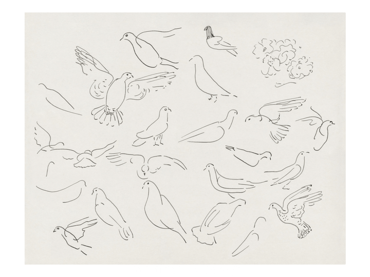 Birds