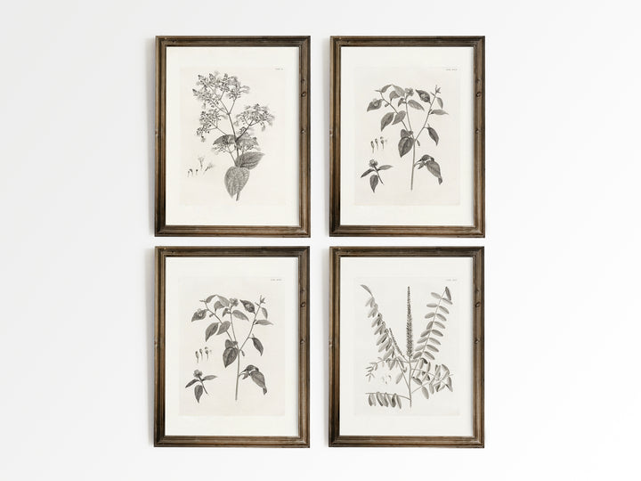 Botany Set