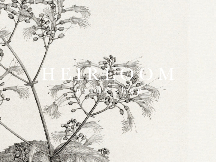 Botany Set