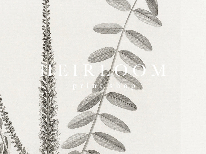 Botany Set