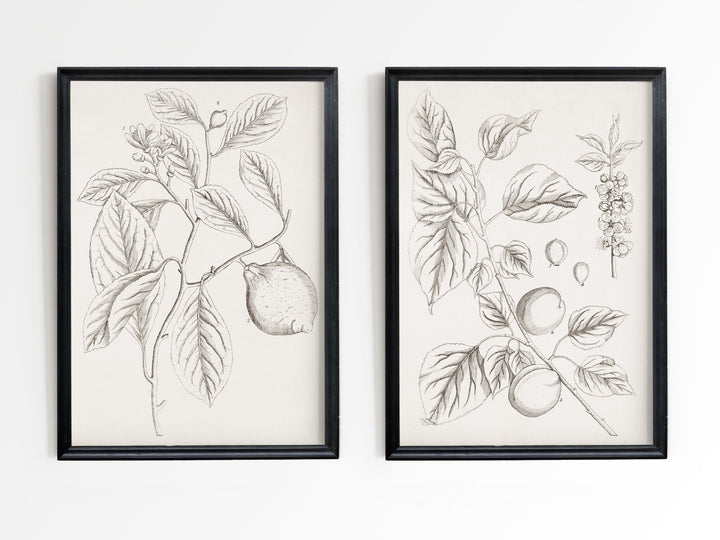 Branches