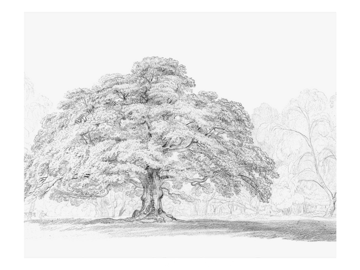 Drawn Oak