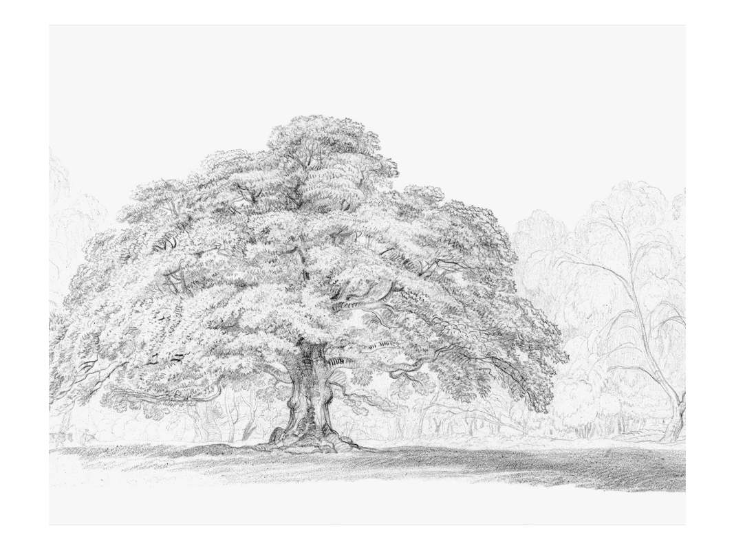 Drawn Oak