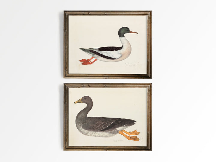 Duck and Goose