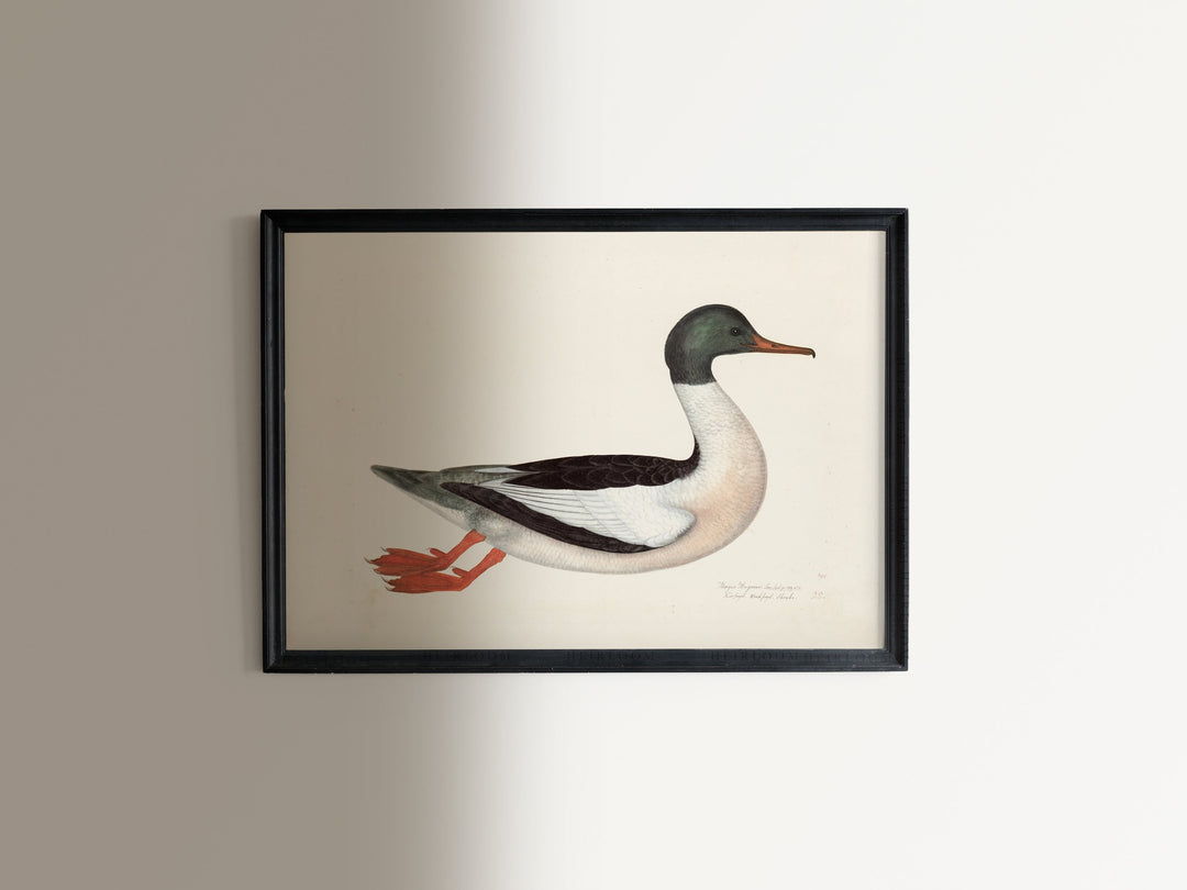 Duck and Goose