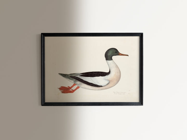 Duck and Goose