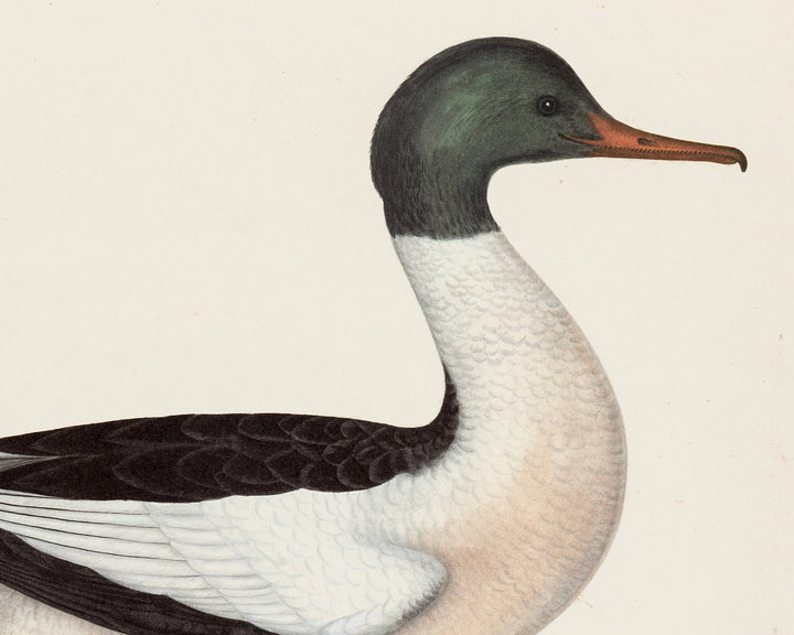 Duck and Goose