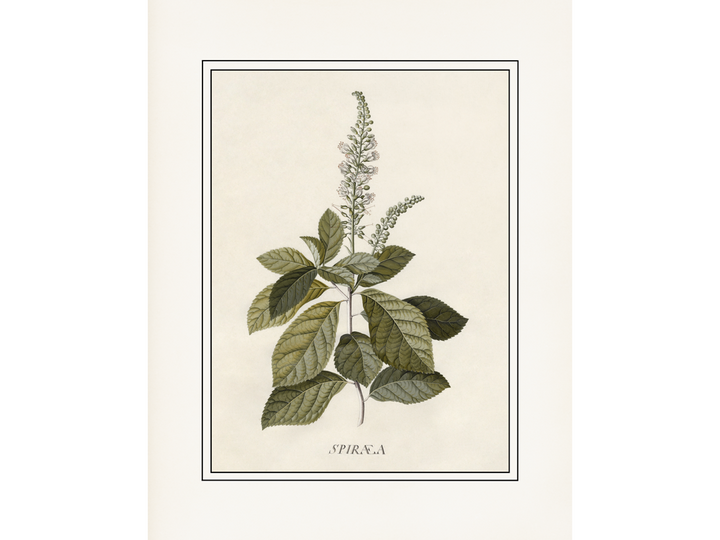 Flora