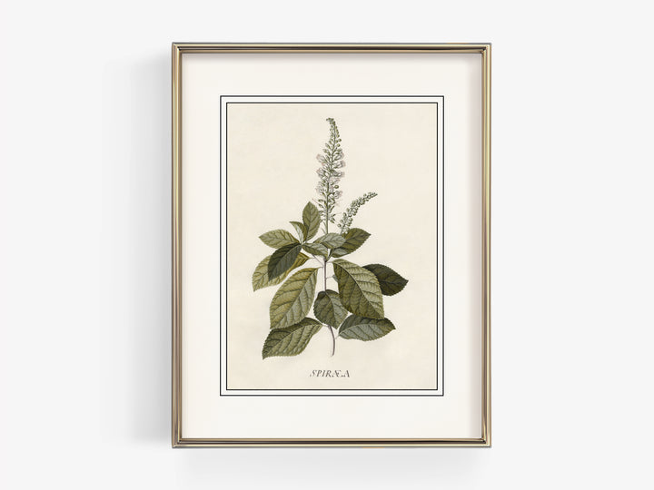 Flora