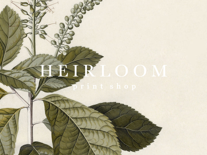Flora