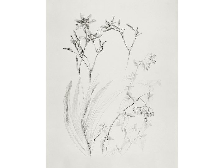 Floral Sketch I