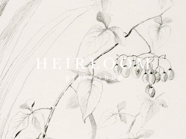 Floral Sketch I