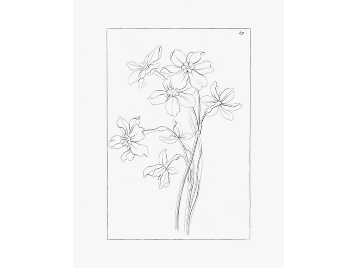Flower Stems