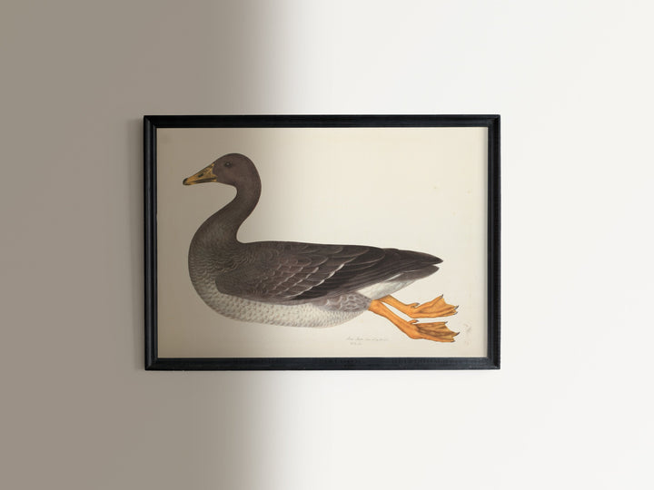 Duck Duck Goose