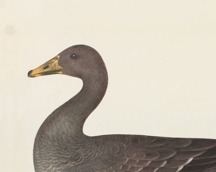 Duck and Goose