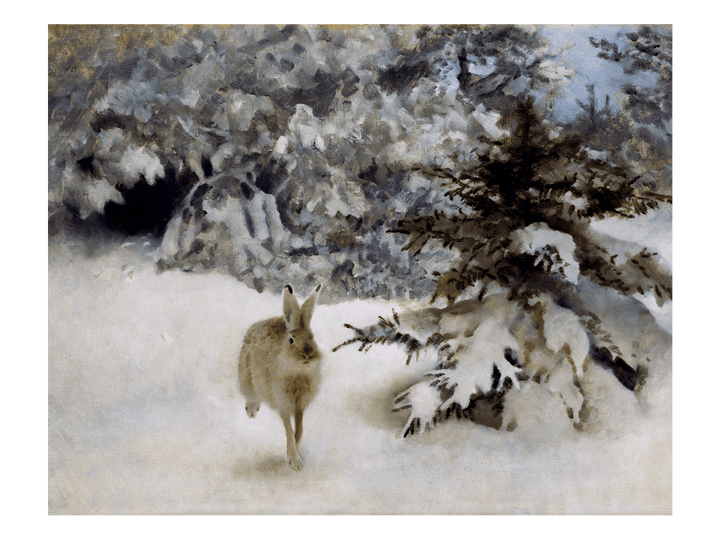 Hare in the Snow