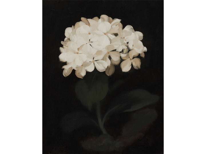 Hydrangea