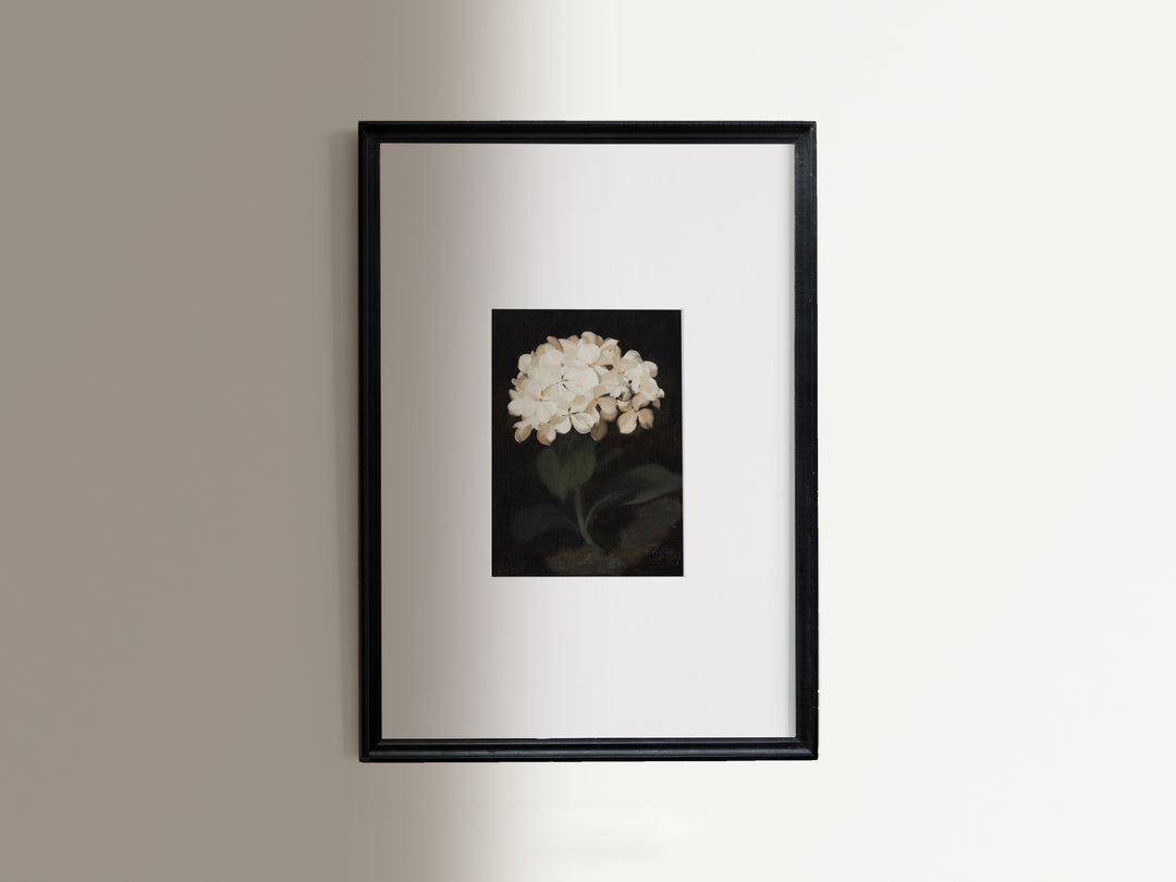 Hydrangea