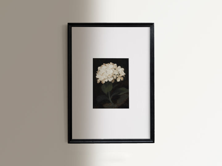 Hydrangea