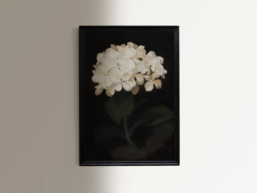 Hydrangea