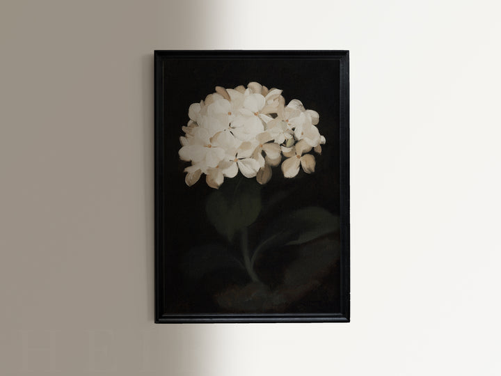 Hydrangea