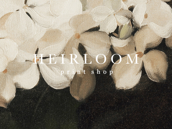 Hydrangea