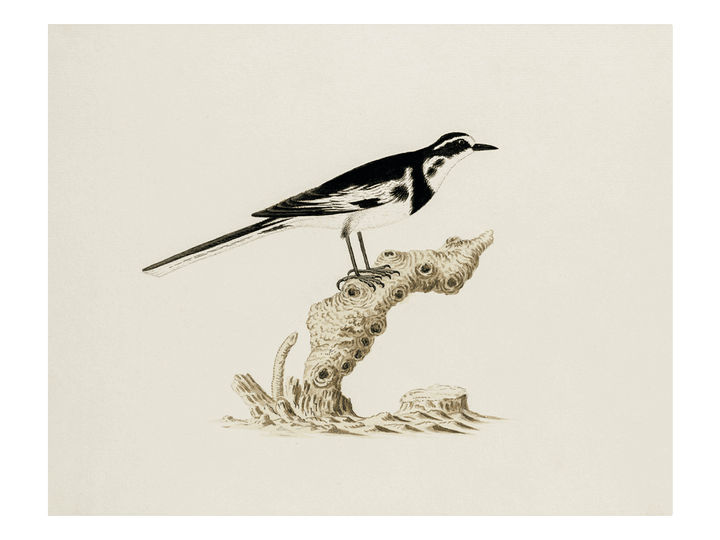 Little Bird