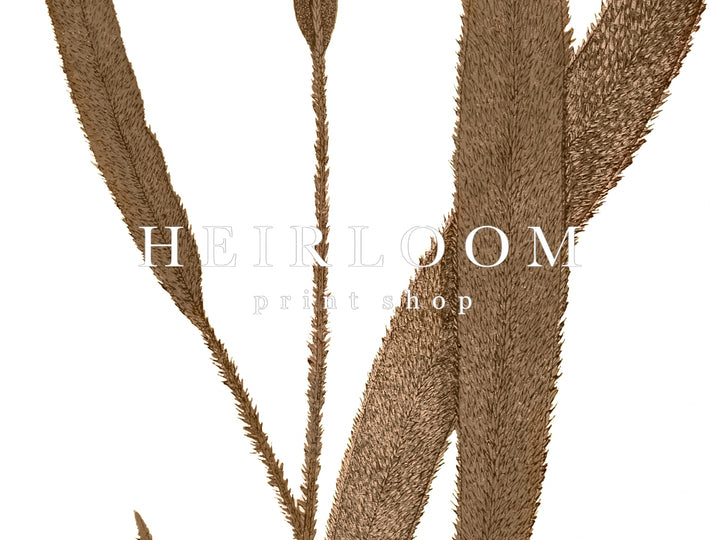 Neutral Ferns