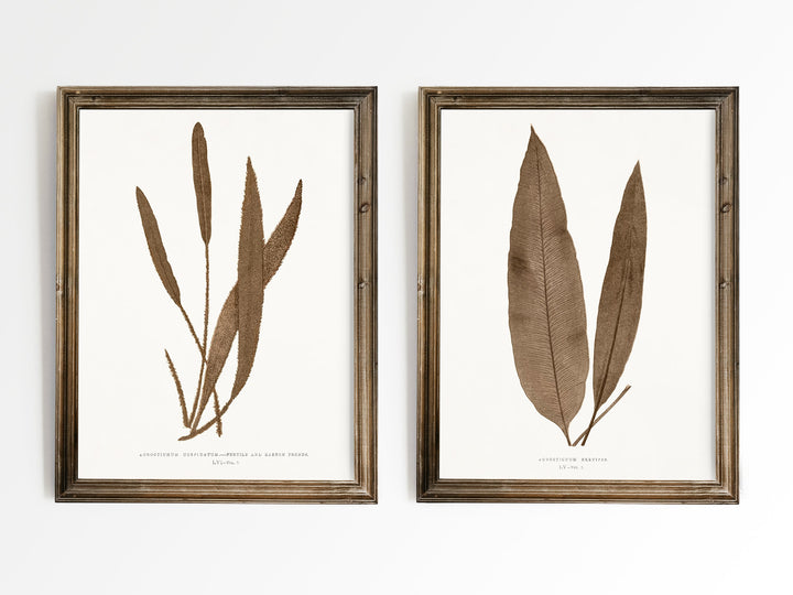 Neutral Ferns