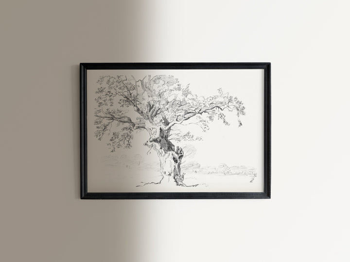 Oak Tree