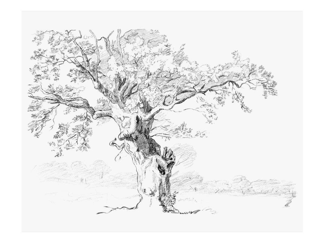 cool oak tree drawings
