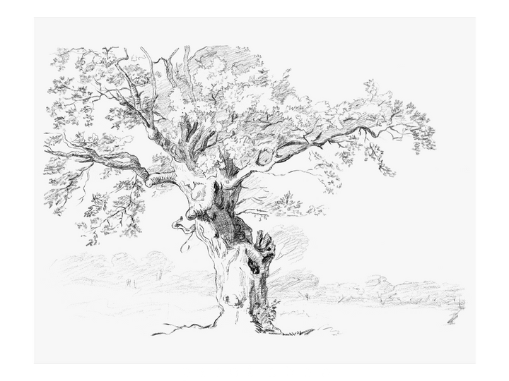Oak Tree