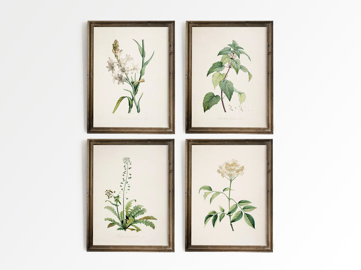 Old Botanicals