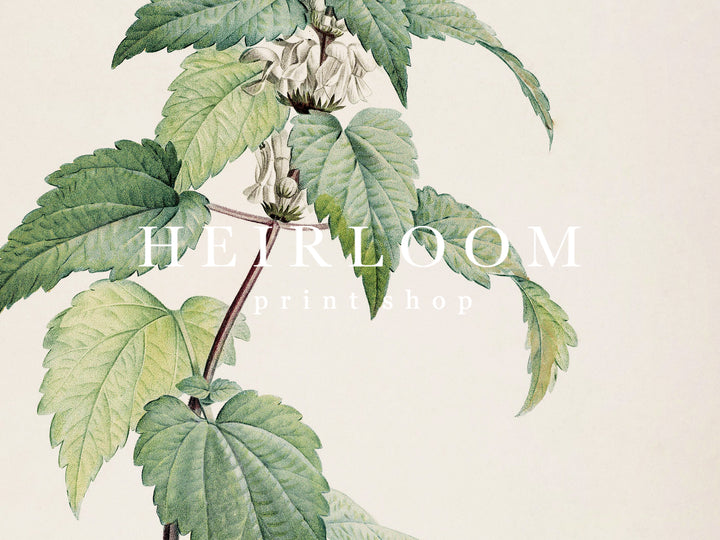 Old Botanicals