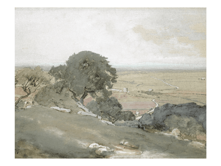 Olive Trees