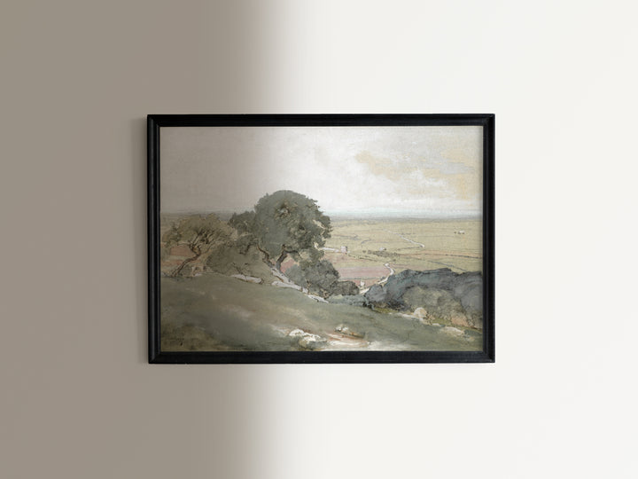 Olive Trees