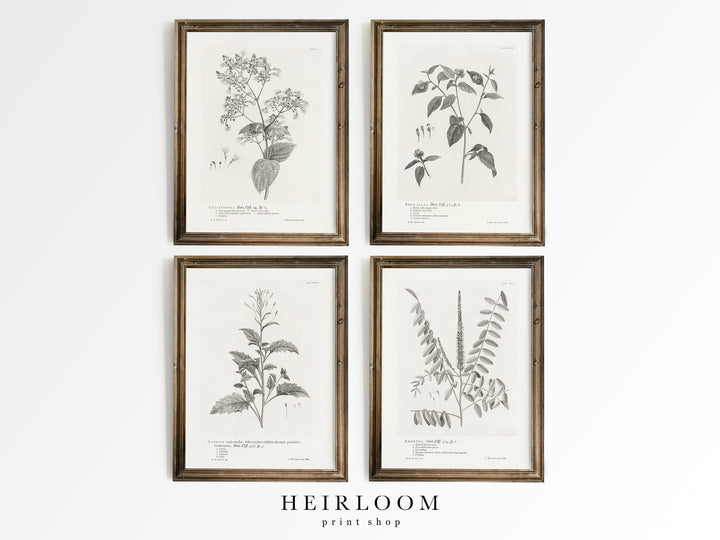 Oversized Botanicals