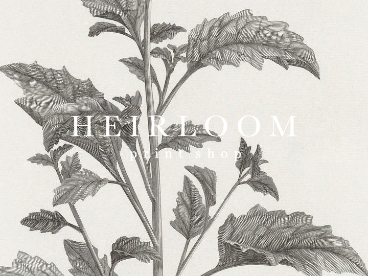 Oversized Botanicals