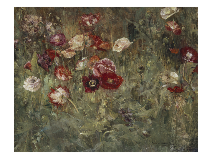 Poppies