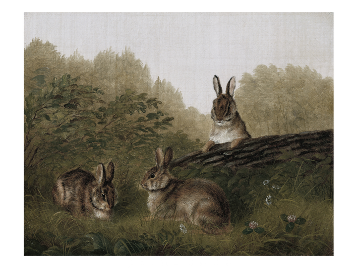 Rabbits