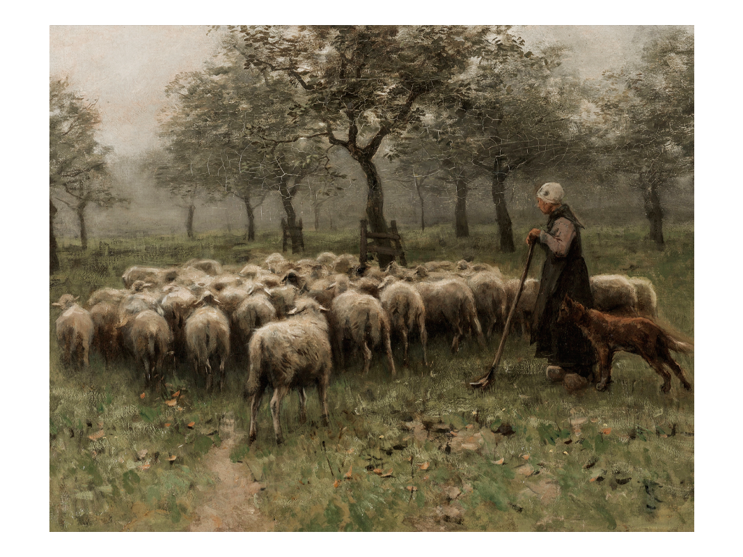 Sheep