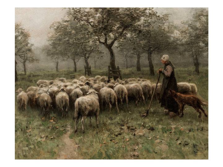 Sheep
