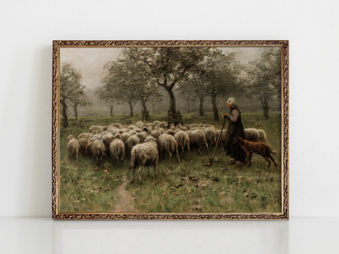 Sheep